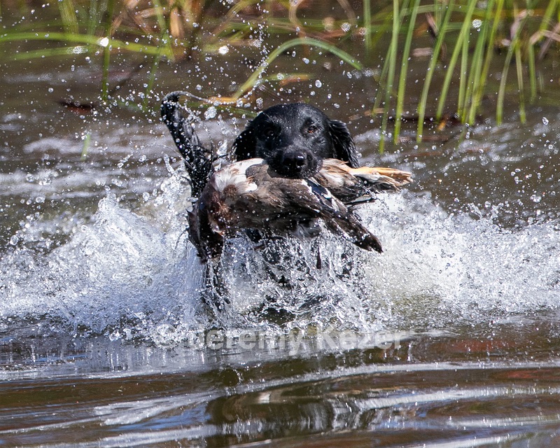 Hunter
