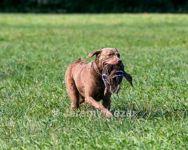Tukka