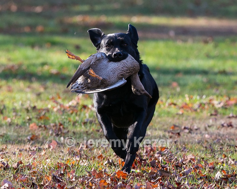 Sable
