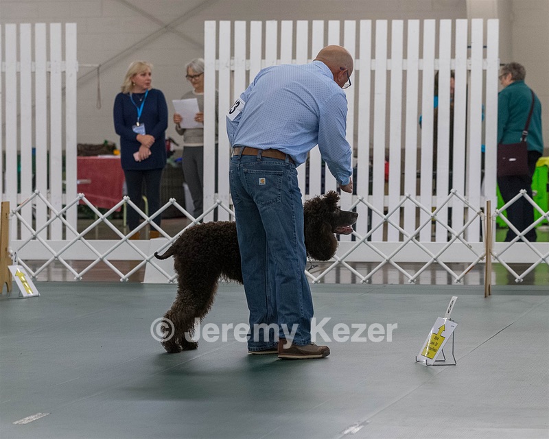 2503 - GCH CH BLACKTHORN'S KEEVA CROMPTON AX AXJ XF RN CGC (Keeva)