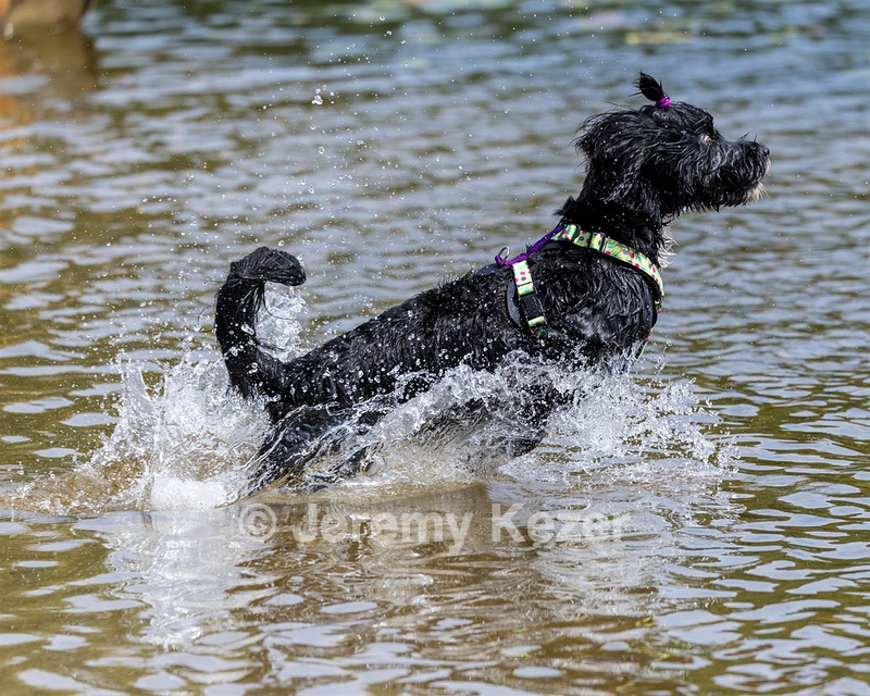 Dottie Notestine