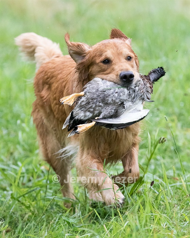 Hawk Worrest