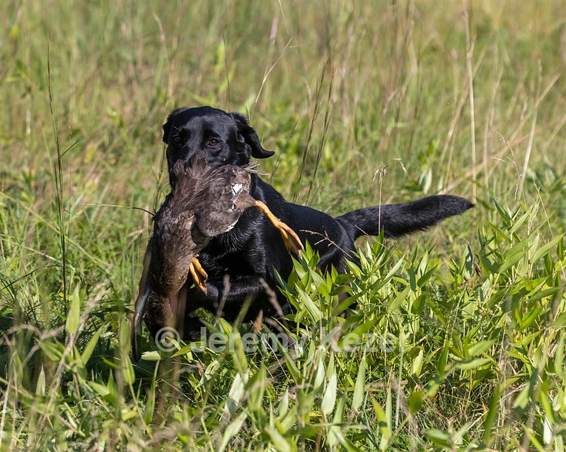 Delta Logan