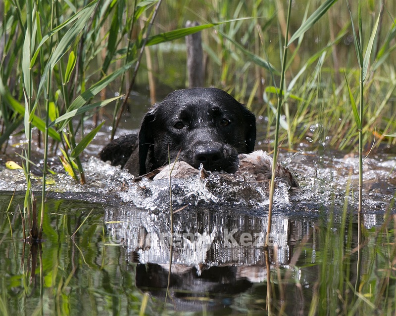 Moose Planty