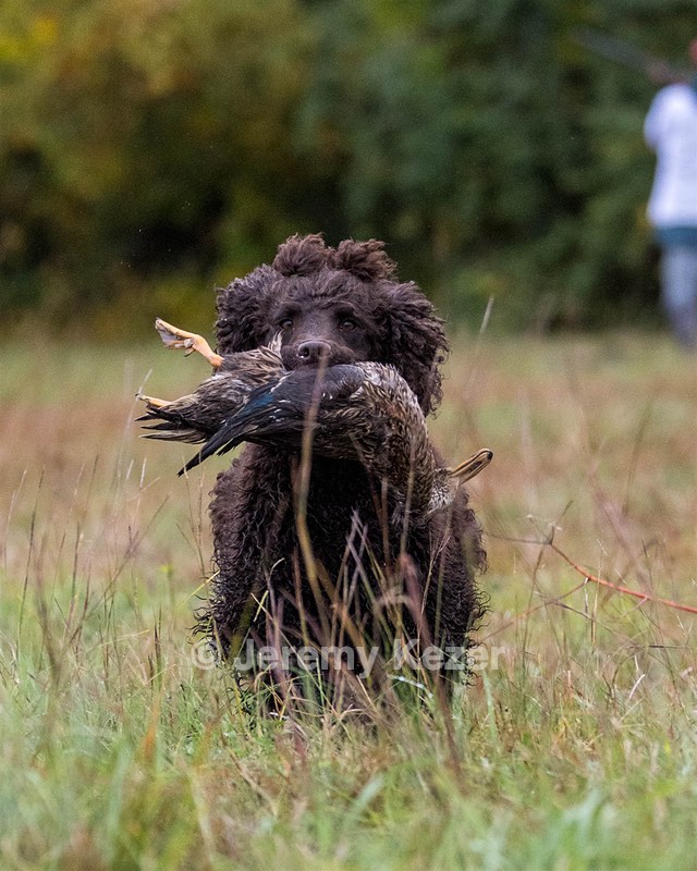 Ghillie Kezer