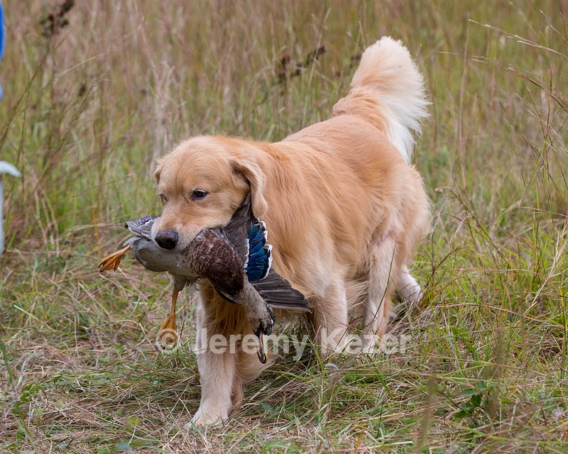 Opie McGee