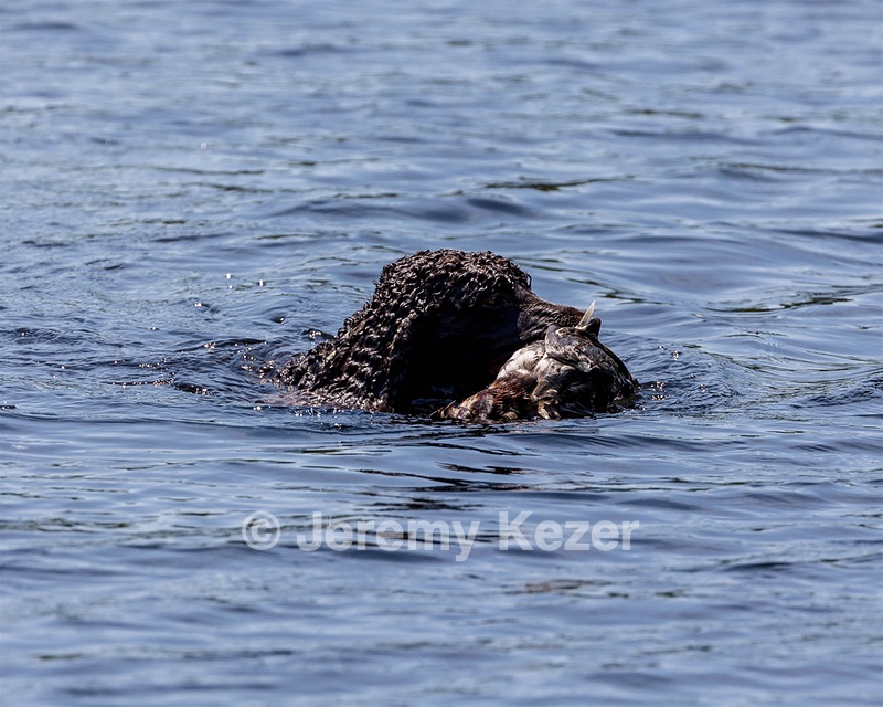 Ghillie Kezer