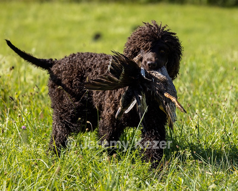 Ghillie Kezer