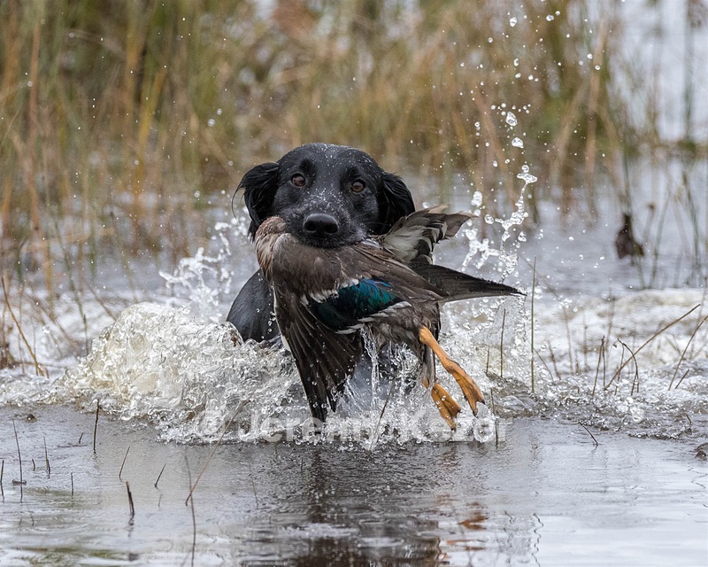 Hunter Klein