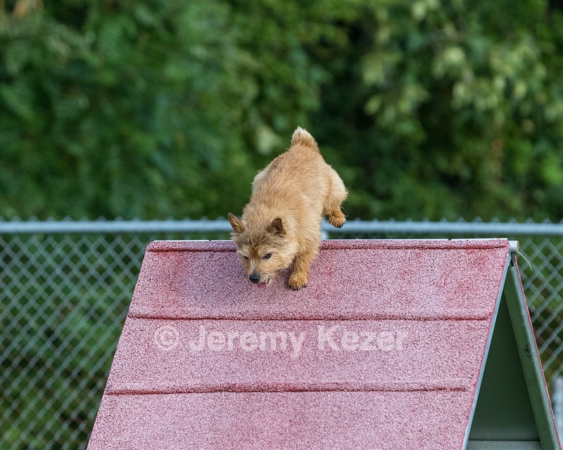 Fenway Miller