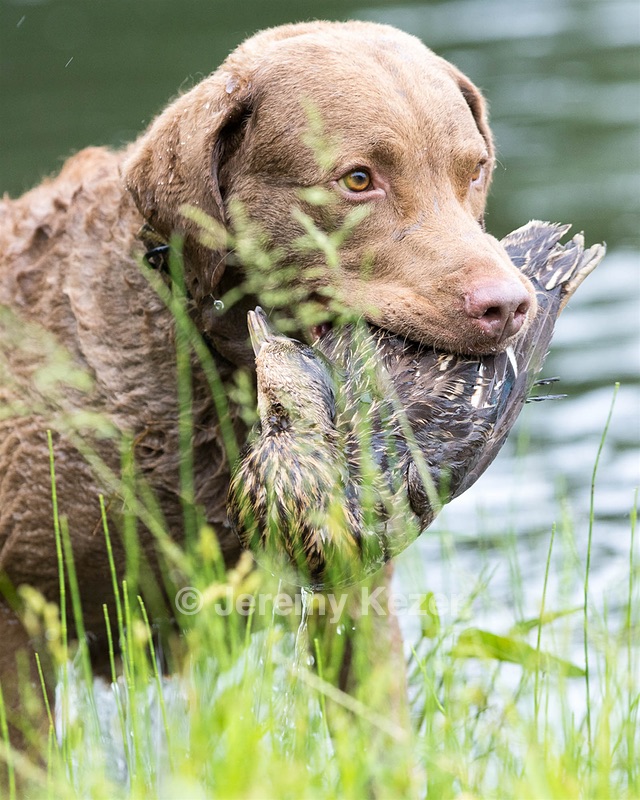 Hunter Law
