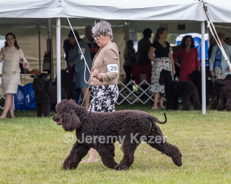 25 - GCH CH POOLE'S IDE RIPTIDE OHS RI DS CGC (Rip)