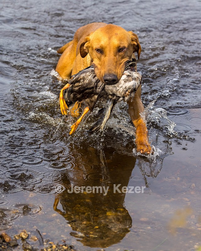 Gauge Kilby