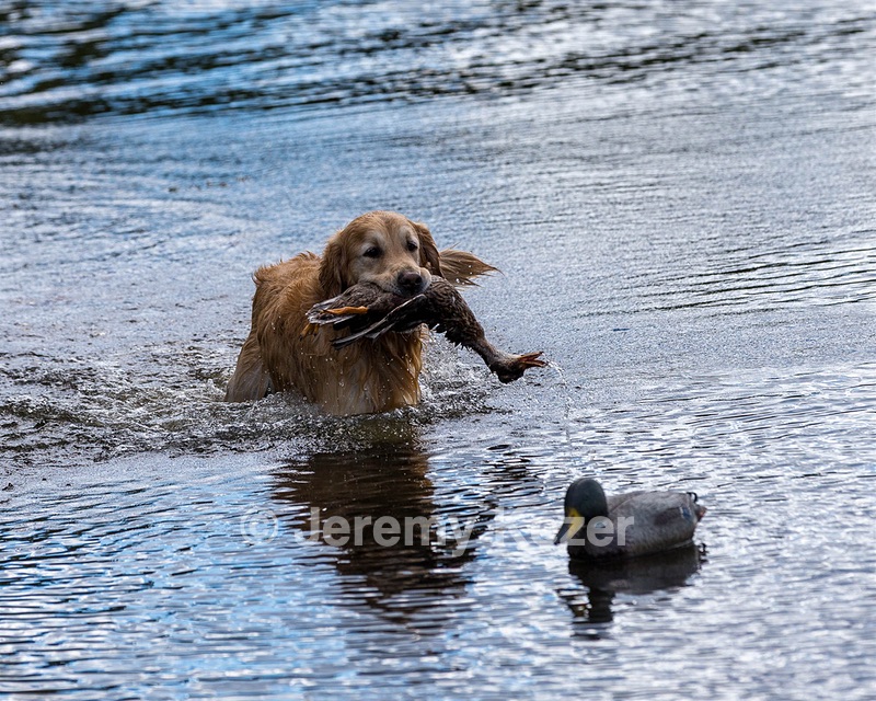 Ghillie Deresienska