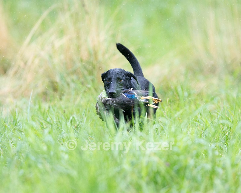 Buck Balderacchi