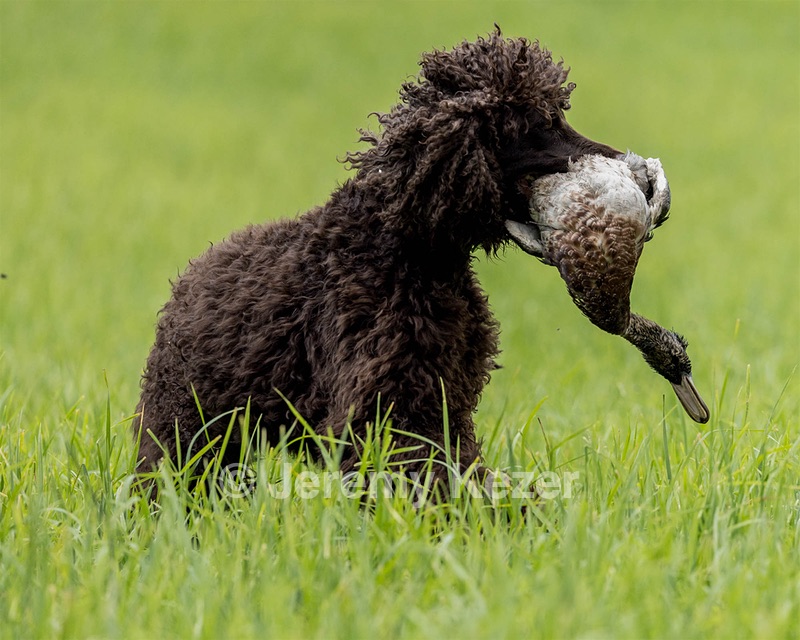 Ghillie Kezer