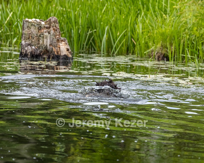 Ghillie Kezer