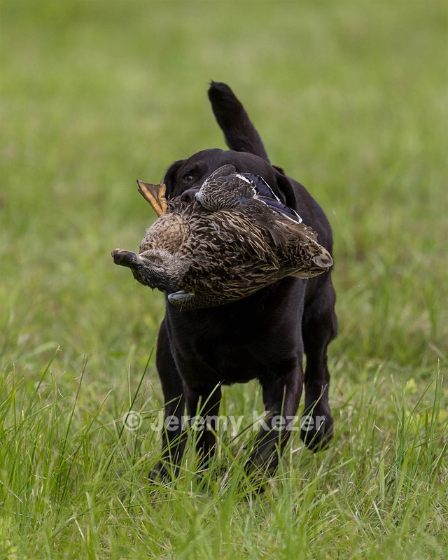 Otter Henry