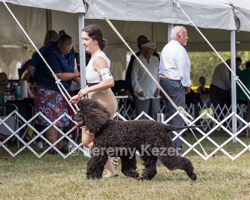 20 - Poole's Ide The More The Merrier RN DN CGC (Hattie)