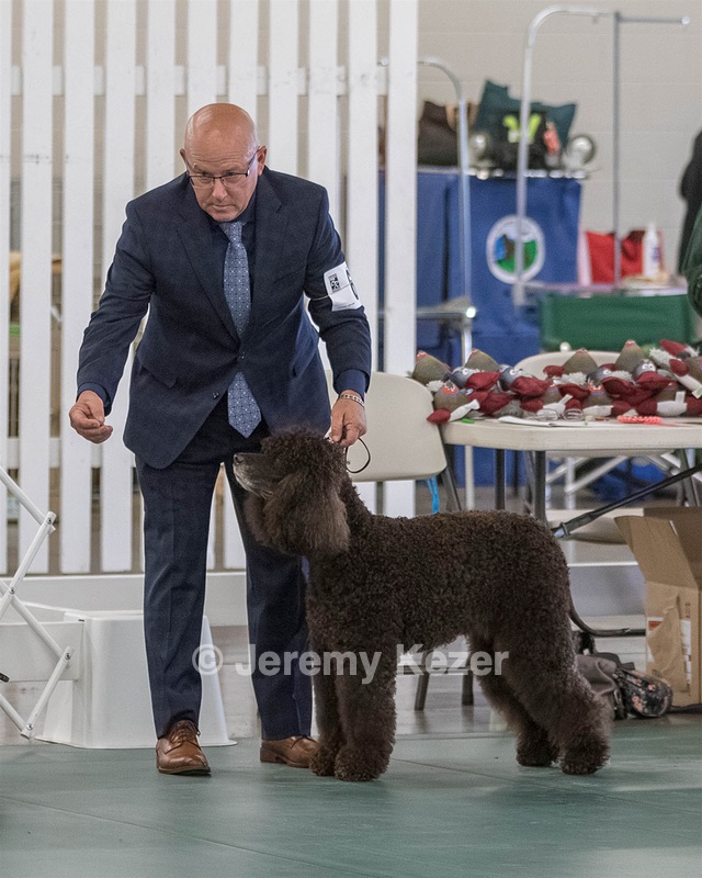 66 - GCH CH BLACKTHORN'S KEEVA CROMPTON AX AXJ XF RN CGC (Keeva)