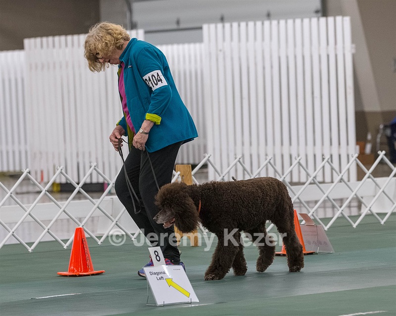 2104 - GCH ARROYO'S BEGIN THE BEGUINE AX OAJ NF (Porter)