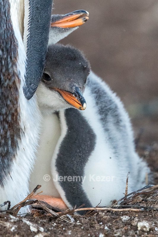 Gentoo Penguin, Sea Lion Island, The Falklands
