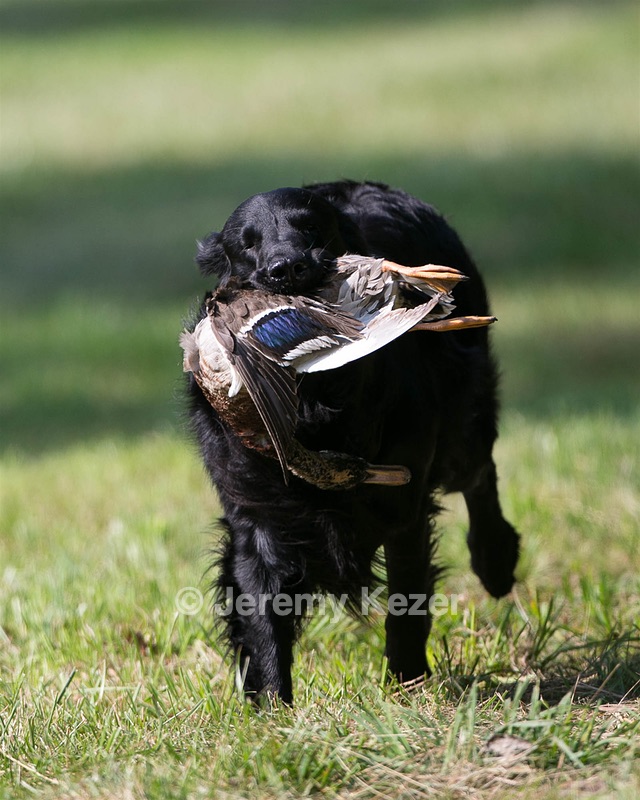 Bode Markle