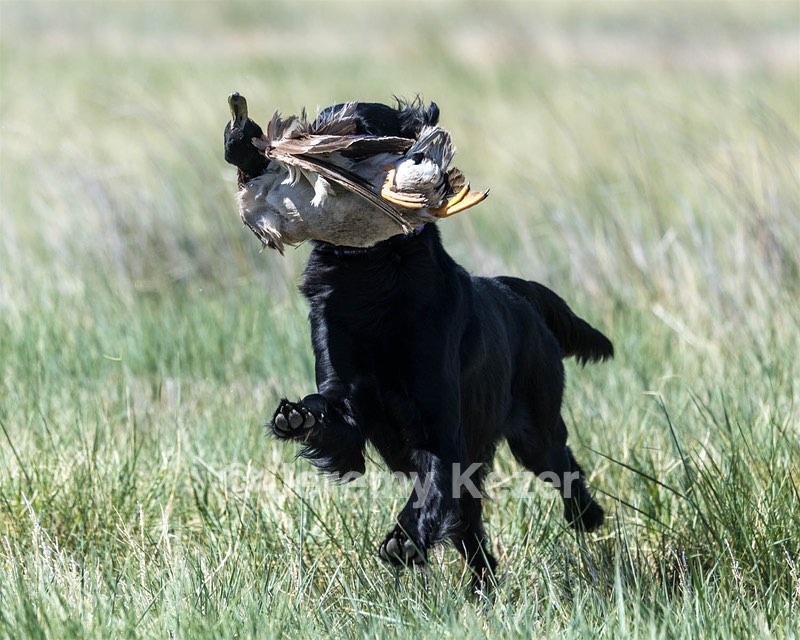 Kiri