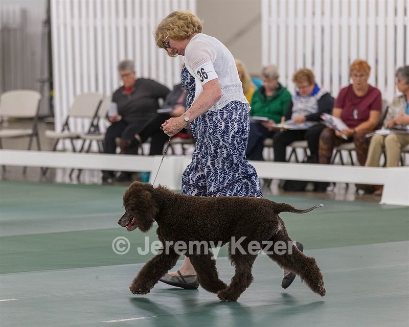 36 - GCH ARROYO'S BEGIN THE BEGUINE AX OAJ NF (Porter)
