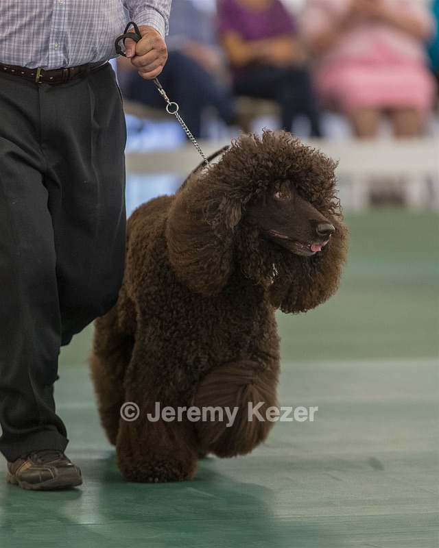 56 - CH FINNIBONE'S ILLUSION IS REAL