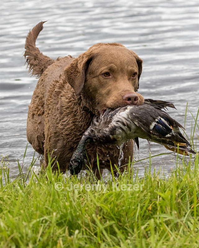 Hunter Law