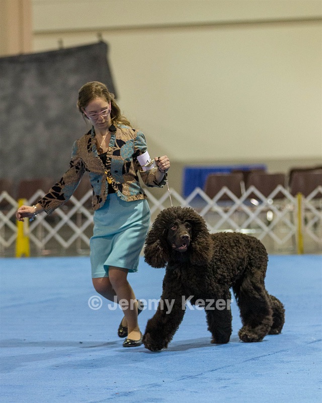 19 - GCH CH Axelhurn Now I'm Here (Marcus)