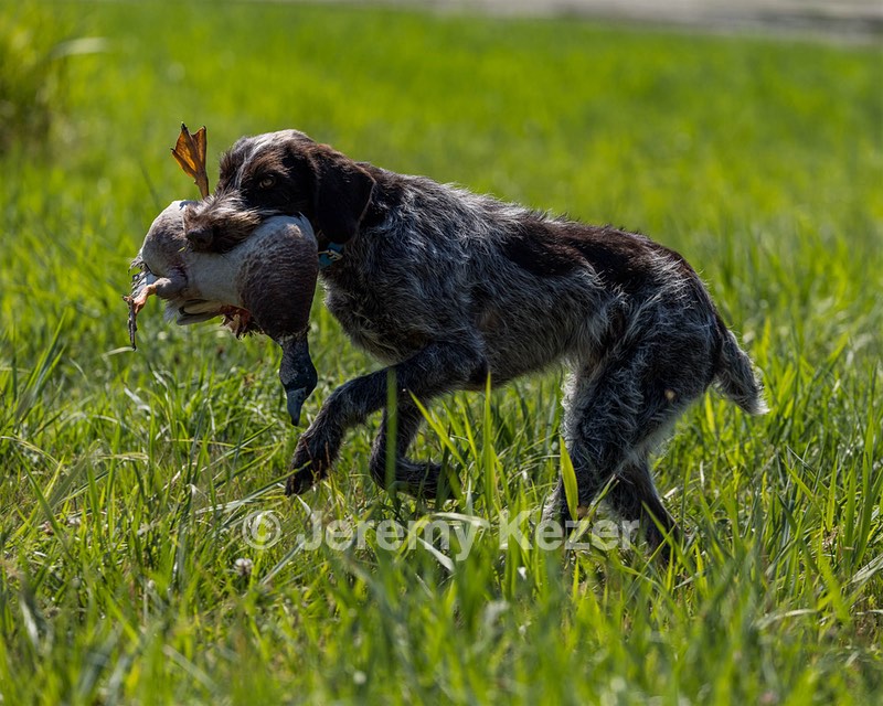 Boone Arsenault
