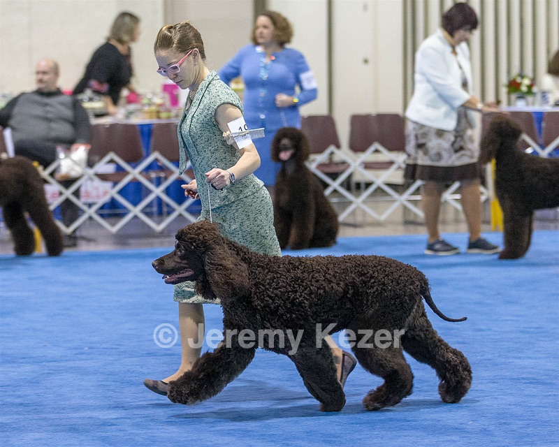 19 - GCH CH Axelhurn Now I'm Here (Marcus)