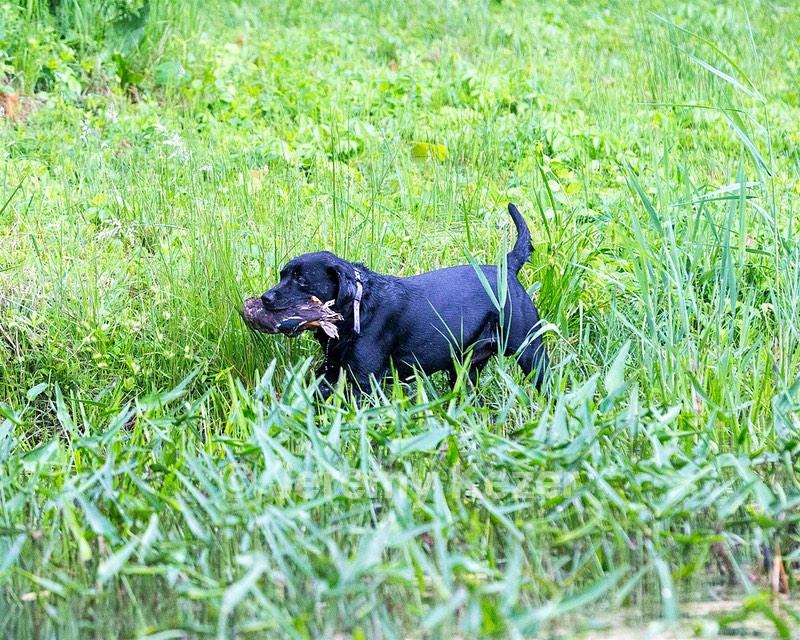 Buddy Bagley