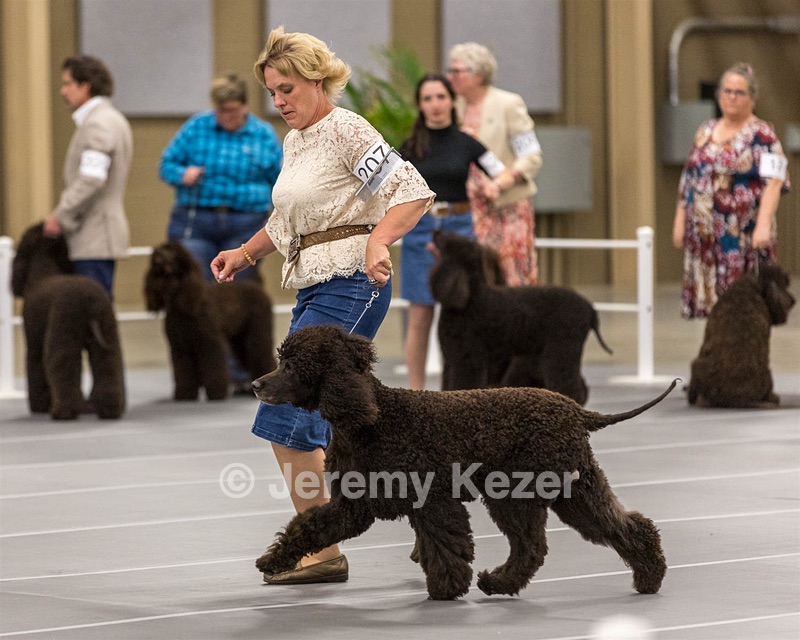 207 - GCH CH Flintcrest First Strike Fintan
