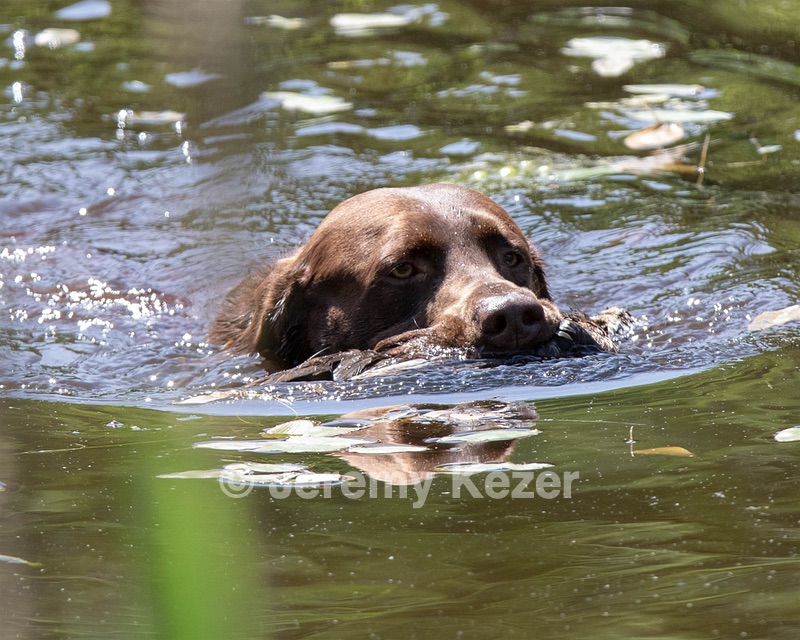 Otter Donlon