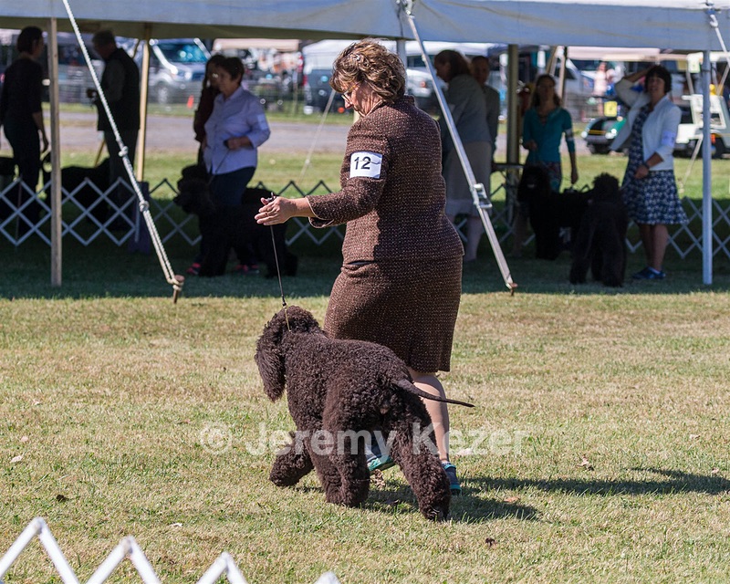 12 - GCH CHANTICO'S DARK AND STORMY,BN RN (Kiera)