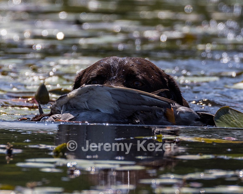 Otter Henry