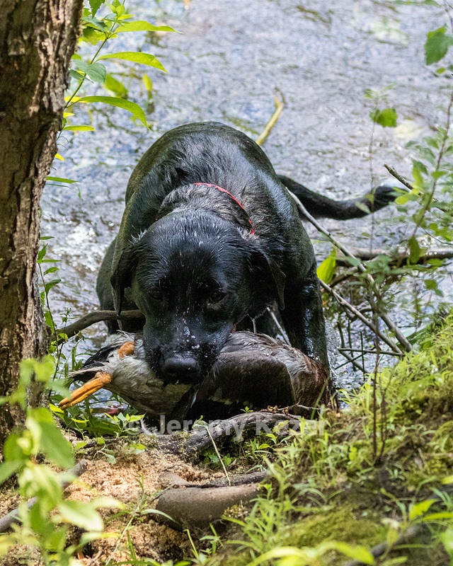 Josie