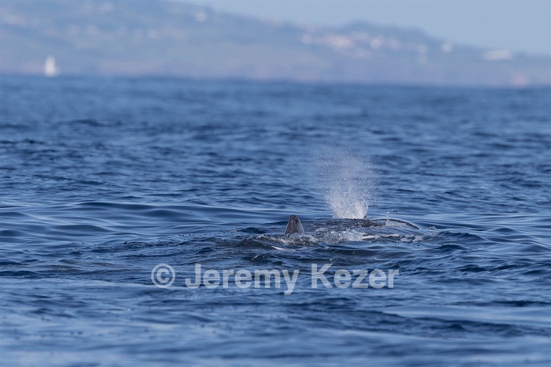 Sperm Whale