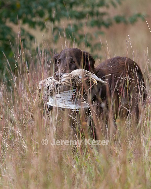 Bella