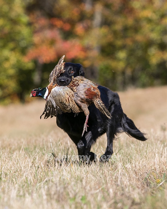Hunter