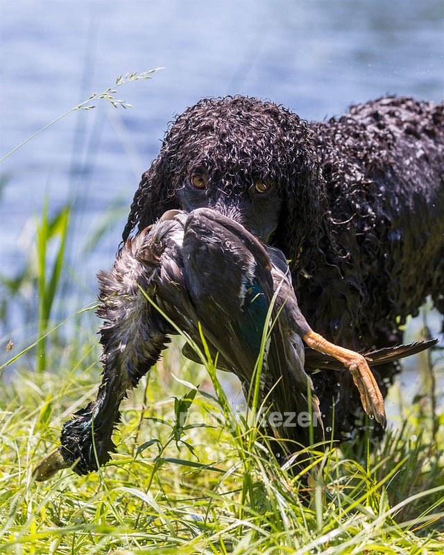 Ghillie Kezer