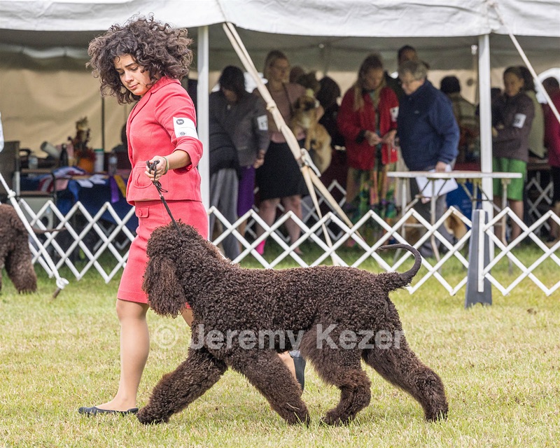 09 - GCH CH POOLE'S IDE DARK KNIGHT RN CGC TKN ATT (Oscar)
