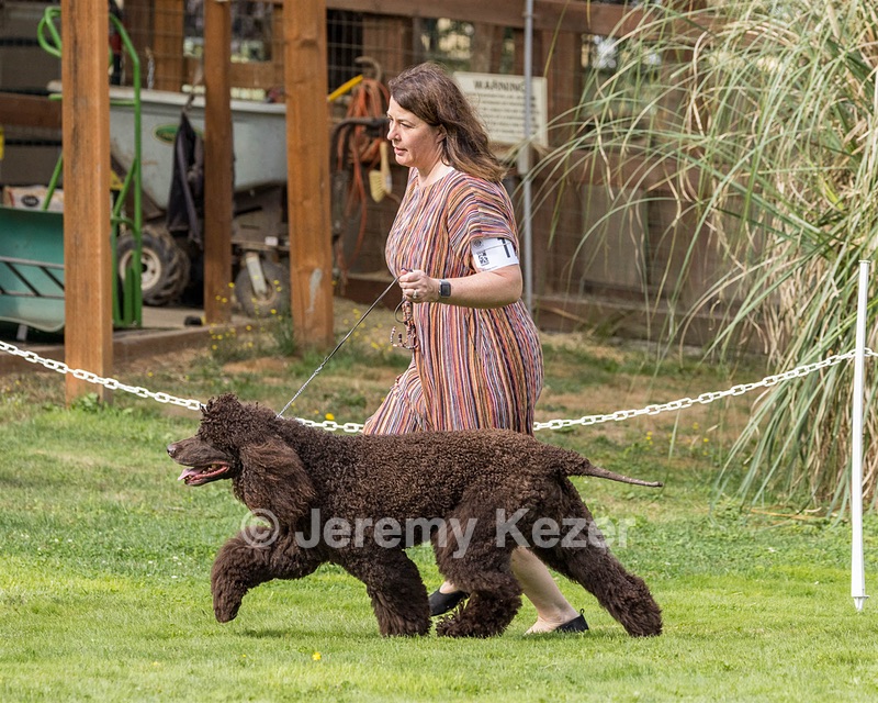 11 - GCH CH BREKKON'S FIRST MARK BN RN CGC TKN