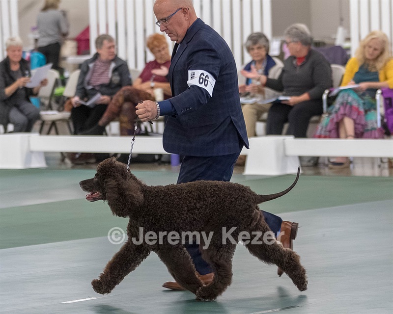 66 - GCH CH BLACKTHORN'S KEEVA CROMPTON AX AXJ XF RN CGC (Keeva)