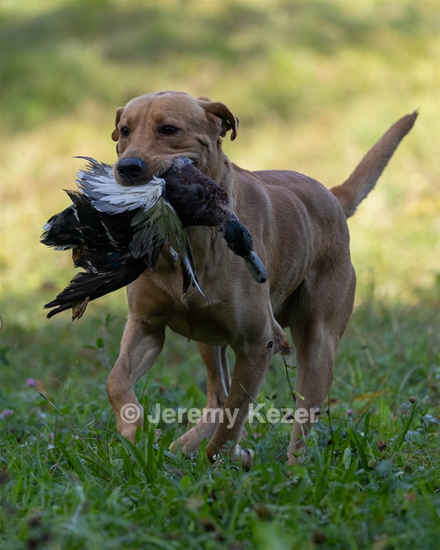 Seamus Firisin