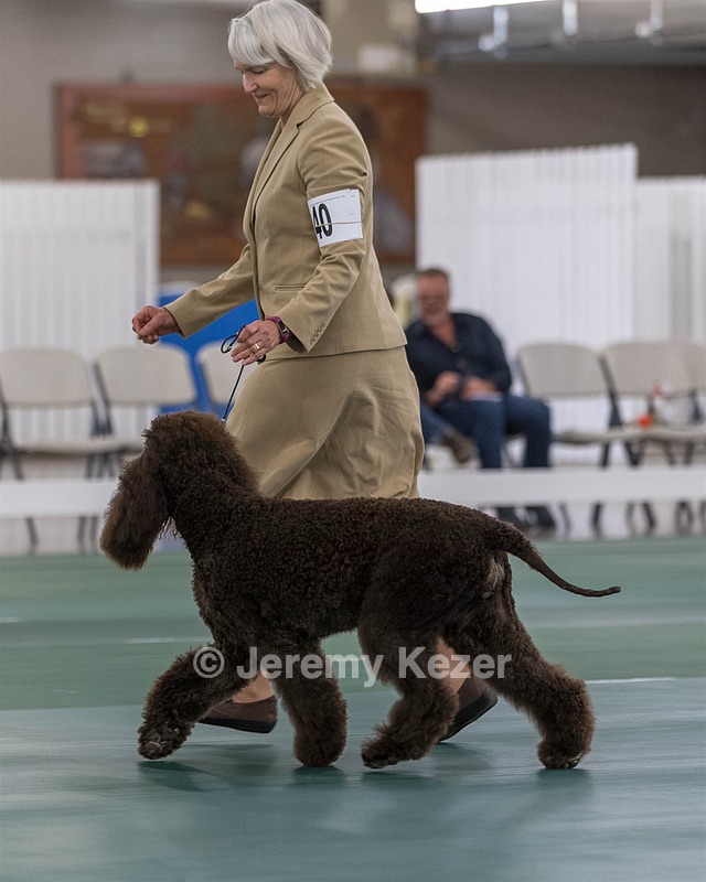 40 - GCH POOLE'S IDE BONNIE BROOK CD RE CGC (Bonnie)