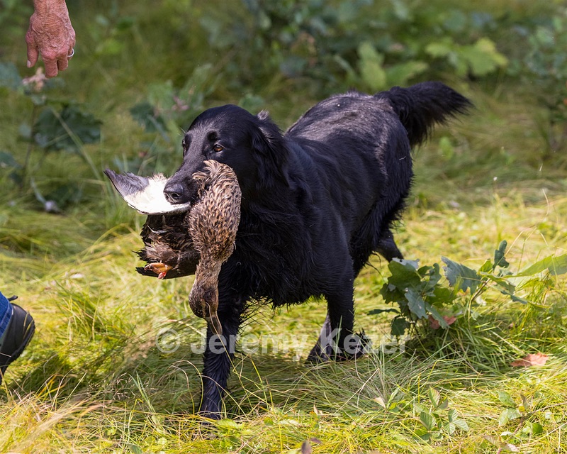 Ziva